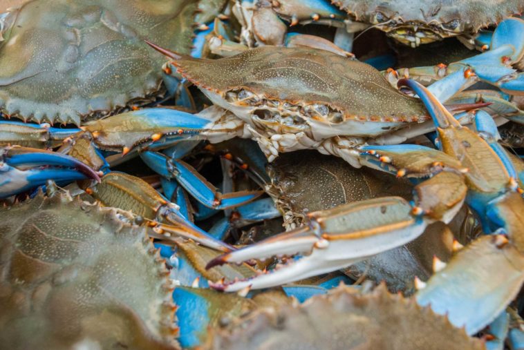 Can you eat blue crabs after they die?