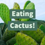 Can you eat cactus raw?