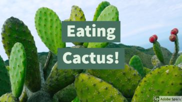 Can you eat cactus raw?