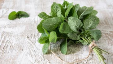Can you eat mint leaves?
