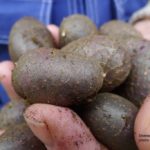 Can you eat potatoes that are black inside?