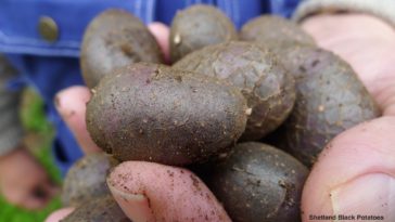 Can you eat potatoes that are black inside?