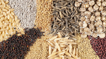 Can you eat raw cantaloupe seeds?