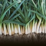 Can you eat shallots raw?