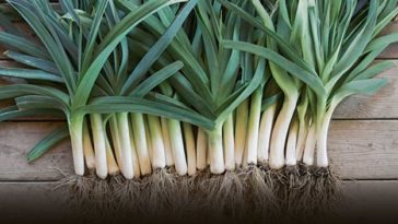 Can you eat shallots raw?