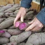 Can you eat skin of purple potatoes?