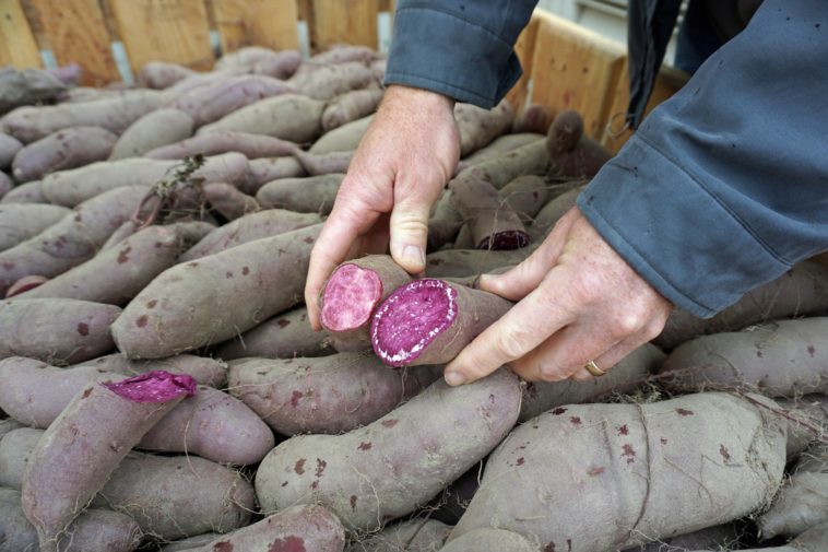 Can you eat skin of purple potatoes?