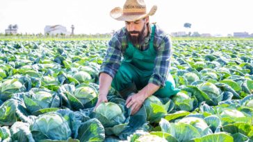 Can you eat the outer leaves of cabbage?