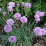 Can you eat the purple flower on chives?