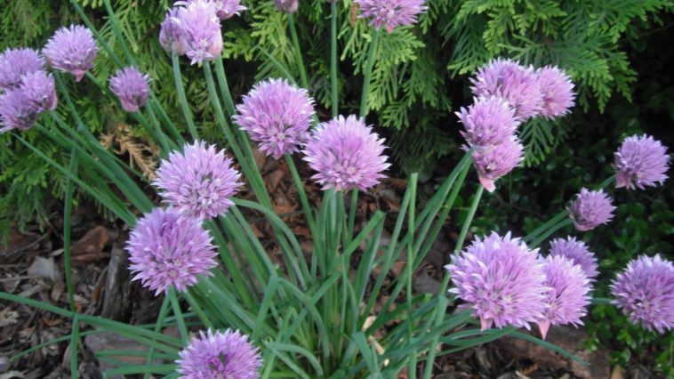 Can you eat the purple flower on chives?