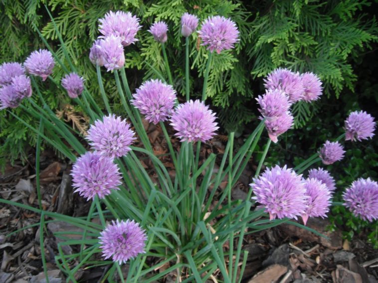 Can you eat the purple flower on chives?