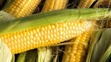 Can you eat the skin on trail bologna?