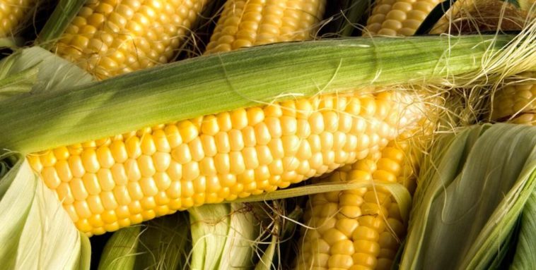 Can you eat the skin on trail bologna?