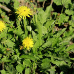 Can you eat too much dandelion greens?