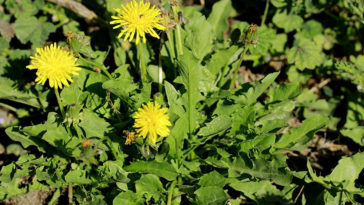 Can you eat too much dandelion greens?