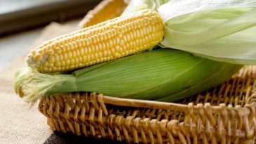 Can you freeze fresh corn on the cob in the husk?