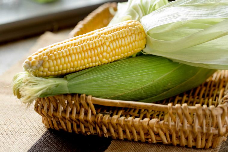 Can you freeze fresh corn on the cob in the husk?