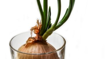 Can you grow an onion indoors?