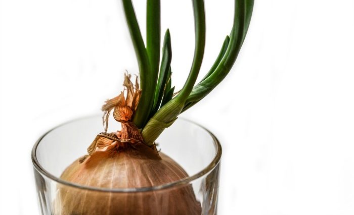 Can you grow an onion indoors?