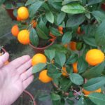 Can you grow blood orange in pots?