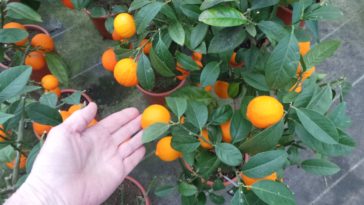 Can you grow blood orange in pots?