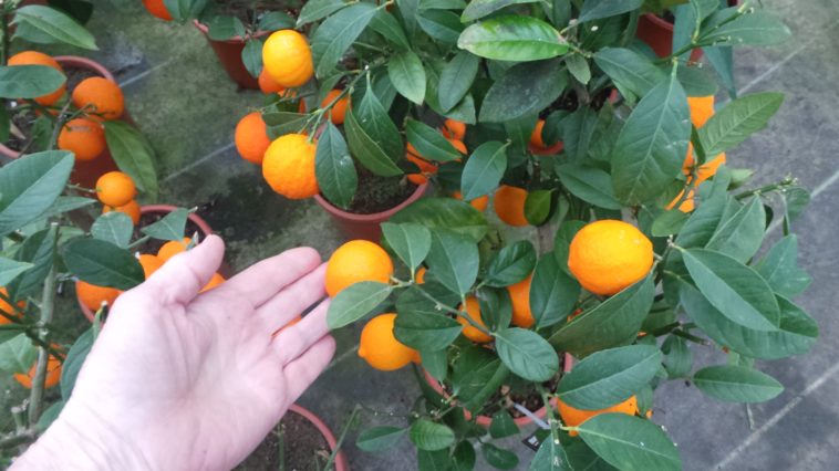 Can you grow blood orange in pots?