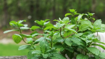 Can you grow mint in low light?
