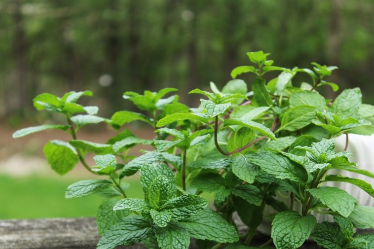 Can you grow mint in low light?