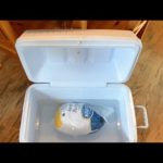 Can you leave a turkey out to thaw overnight?