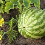 Can you leave a watermelon on the vine too long?