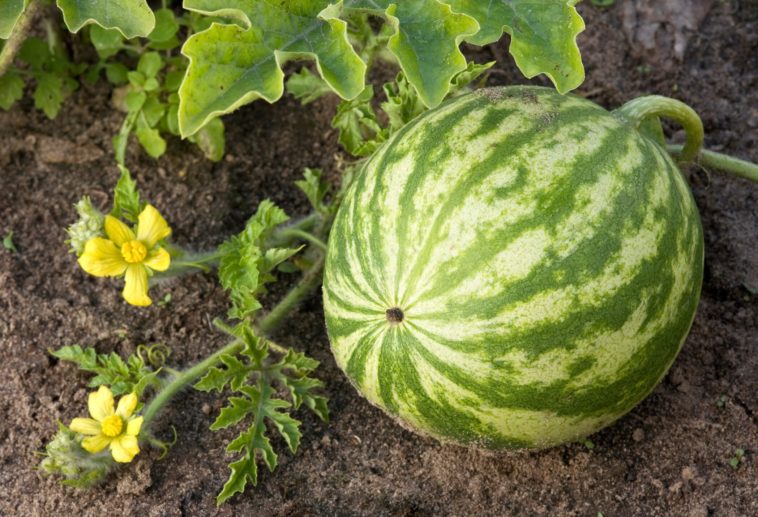 Can you leave a watermelon on the vine too long?