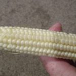 Can you pick corn too late?