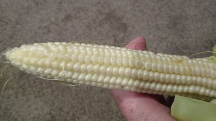 Can you pick corn too late?