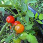 Can you pick tomatoes too early?