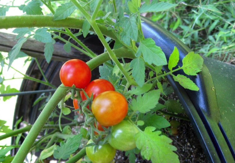 Can you pick tomatoes too early?