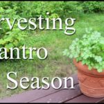 Can you preserve coriander?