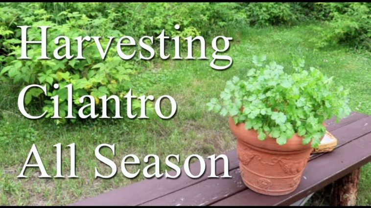 Can you preserve coriander?