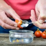 Can you save seed from green tomatoes?