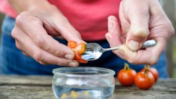 Can you save seed from green tomatoes?