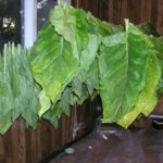 Can you smoke wet tobacco?