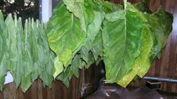 Can you smoke wet tobacco?