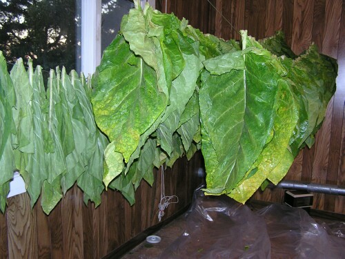 Can you smoke wet tobacco?