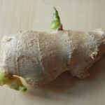 Can you still use ginger that has sprouted?
