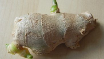Can you still use ginger that has sprouted?