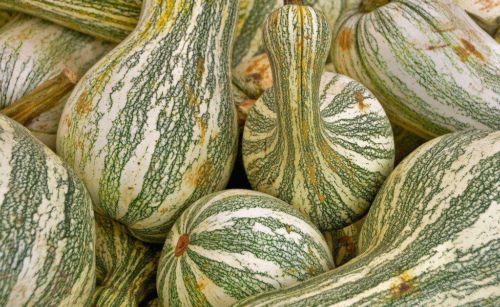 Why is my crookneck squash green? - Foodly