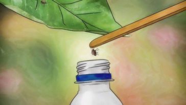 Did Sonic get rid of their wings?