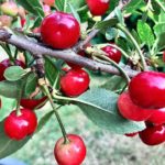 Do I need 2 cherry trees to get fruit?