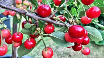 Do I need 2 cherry trees to get fruit?