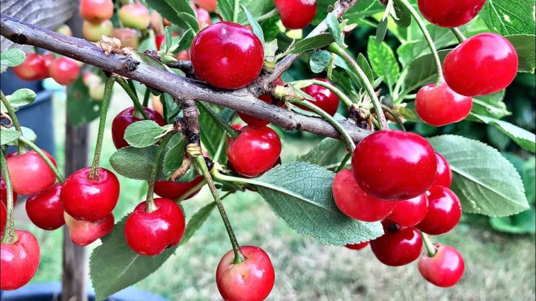 Do I need 2 cherry trees to get fruit?