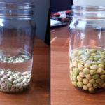 Do I soak squash seeds before planting?